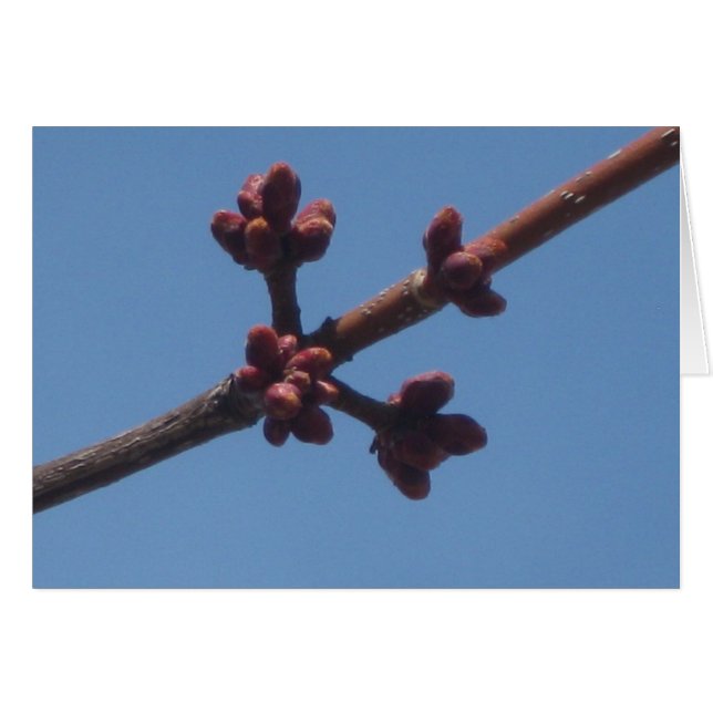 Der Frühling beginnt zu entstehen (Vorderseite (Horizontal))