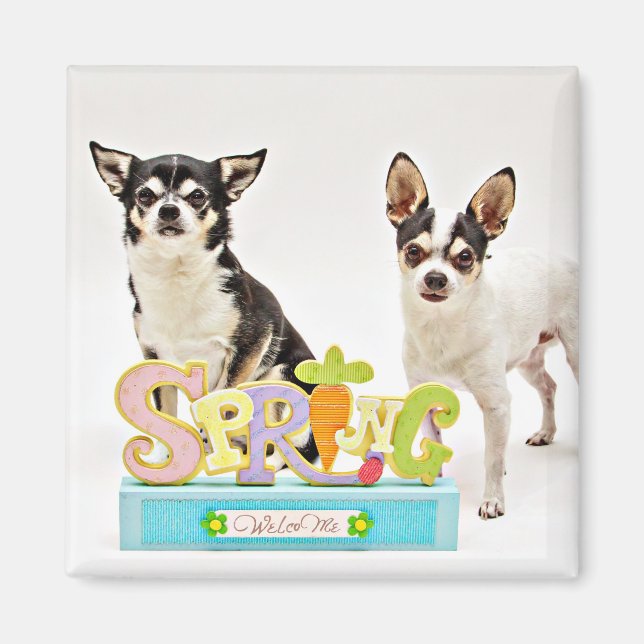 Der Frühling Chihuahuas Magnet (Vorne)