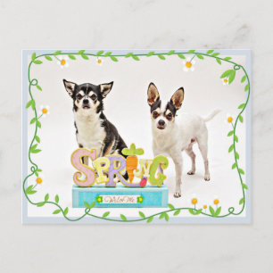 Der Frühling Chihuahuas Postkarte