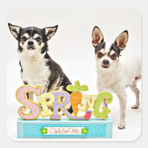 Der Frühling Chihuahuas Quadratischer Aufkleber