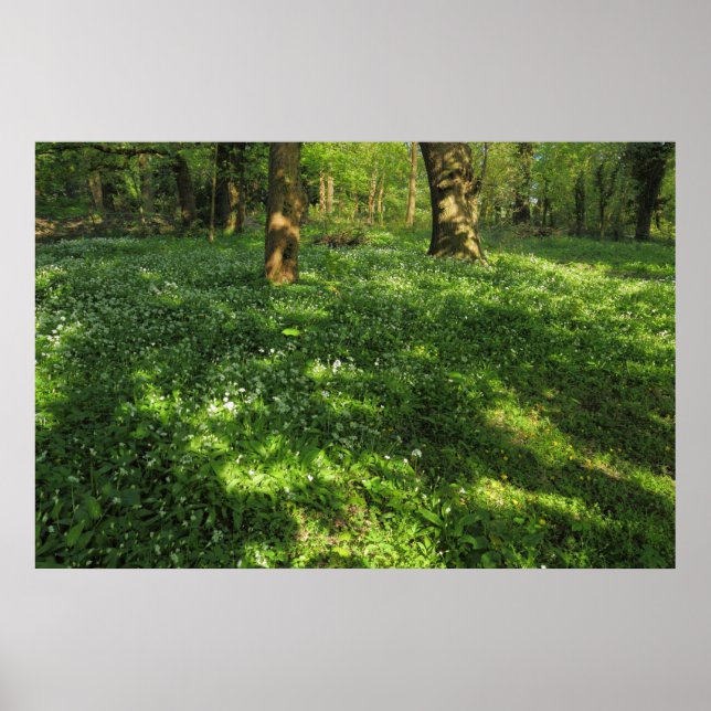 Der Frühling im Wald Poster (Vorne)