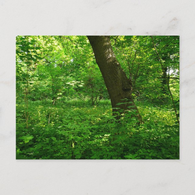 Der Frühling im Wald Postkarte (Vorderseite)