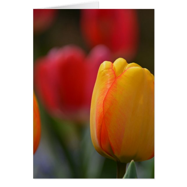 Der Frühling in Farben (Vorne)