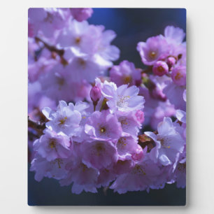 Der Frühling ist da! Fotoplatte