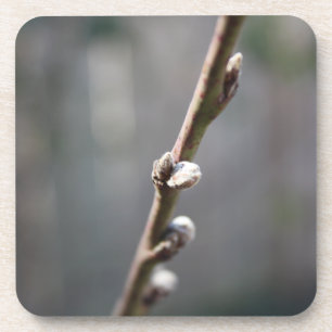 Der Frühling kommt Untersetzer
