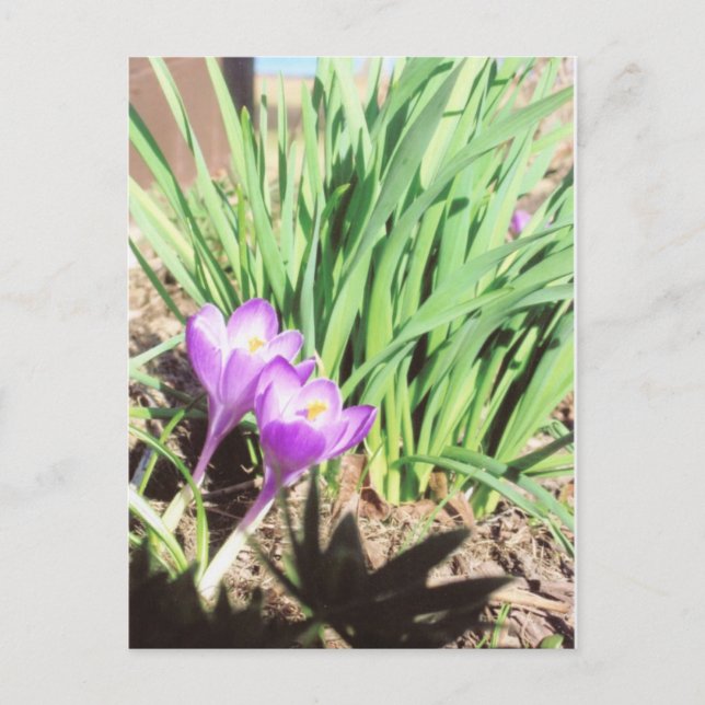 Der Frühlings-Garten der Großmutter Postkarte (Vorderseite)