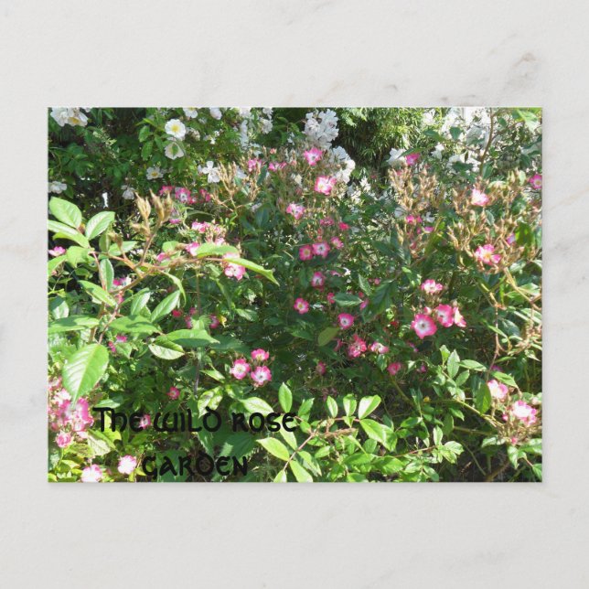 Der Garten der Rose Postkarte (Vorderseite)