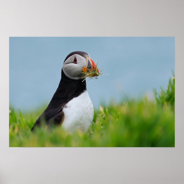 Der Gatherer Puffin Poster (Vorne)