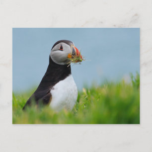 Der Gatherer Puffin Postkarte