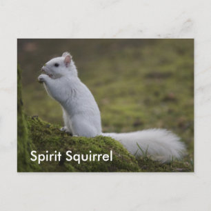 Der Geist Eichhörnchen des Westens Postkarte