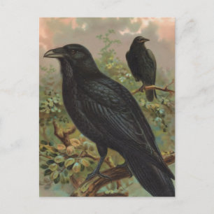 Der Gemeine Rabe Vintage-Vogelillustration Postkarte