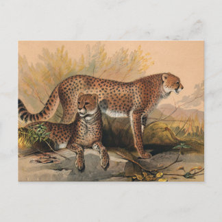 Der Gepard von Joseph Wolf Postkarte