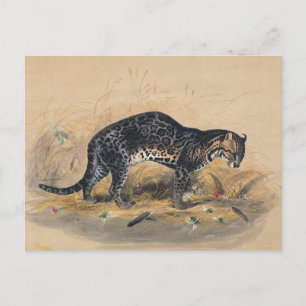 Der Gepardkatze von Joseph Wolf Postkarte