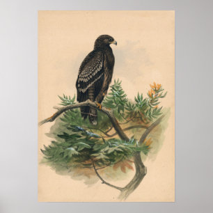 Der Gepunktete Adler von Joseph Wolf Poster