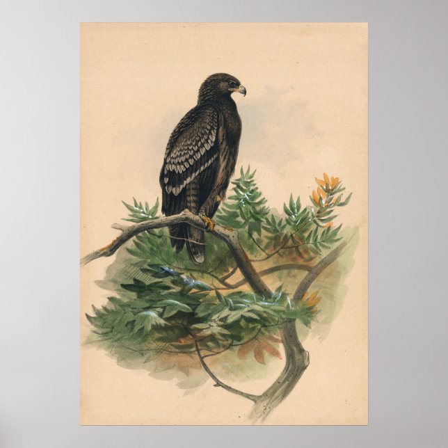 Der Gepunktete Adler von Joseph Wolf Poster (Vorne)