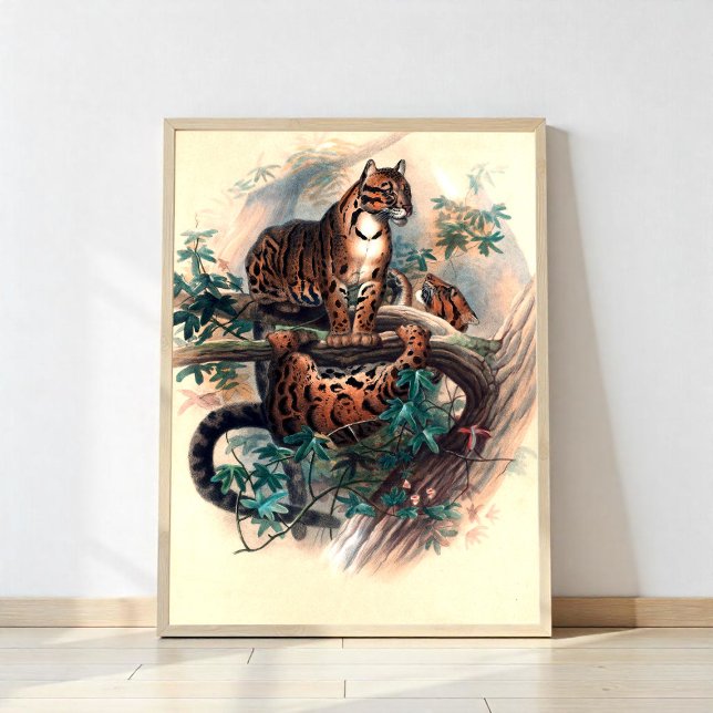 Der getrübte Tiger Poster (Von Creator hochgeladen)