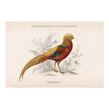 Der goldene Fasan Vintage viktorianischer Vogel