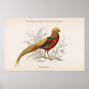 Der goldene Fasan Vintage viktorianischer Vogel Poster
