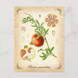 Der Granatapfel - Vintage-Illustration Postkarte