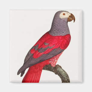 Der graue rote Papagei, Psittacus erithacus Magnet