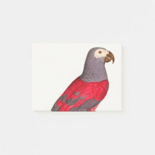 Der graue rote Papagei, Psittacus erithacus Post-it Klebezettel