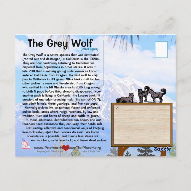 Der graue Wolf ist in Kalifornien gefährdet - Feb2 Postkarte (Rückseite)