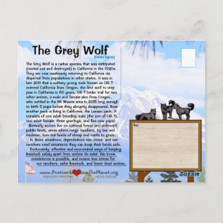 Der graue Wolf ist in Kalifornien gefährdet - Feb2 Postkarte