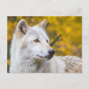 Der graue Wolf steht auf goldenem Herbstblätterdac Postkarte