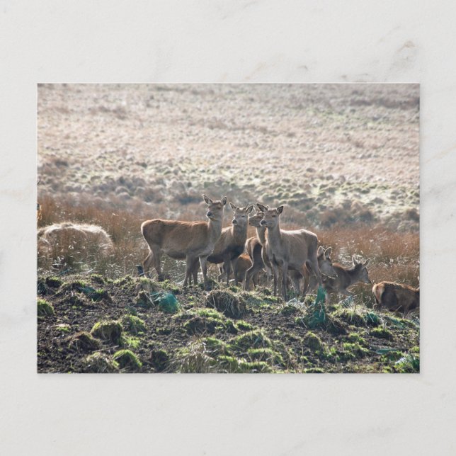 Der Grazing in Lyme Park Postkarte (Vorderseite)