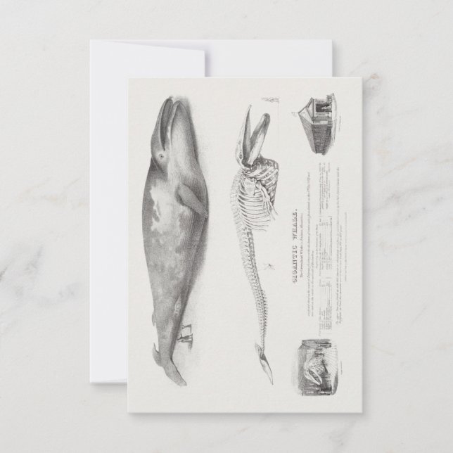 Der Grönlandwal, Blauer Wal von George Johann S. Einladung (Vorderseite)