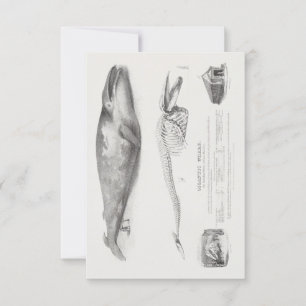 Der Grönlandwal, Blauer Wal von George Johann S. Einladung