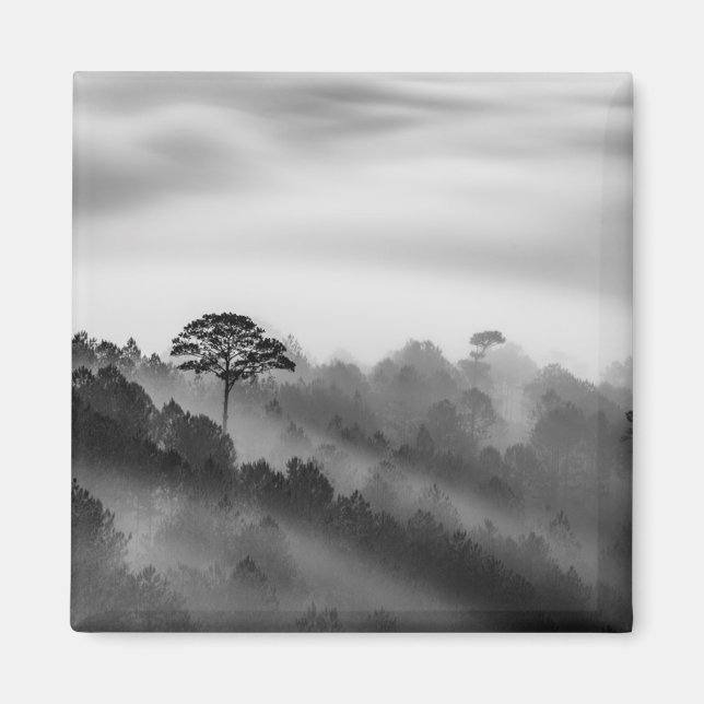 Der große Baum im Pinienwald im Nebelwald Magnet (Vorne)