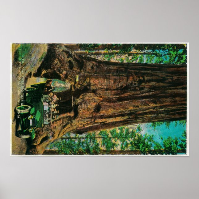 Der große Baumgarten Mariposa, Yosemite Poster (Vorne)