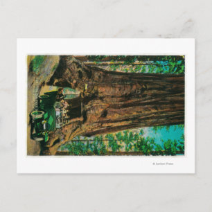 Der große Baumgarten Mariposa, Yosemite Postkarte