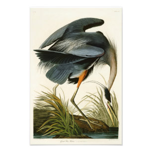 Der große blaue Heron John Audubon Birds of Americ Fotodruck