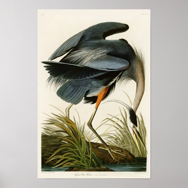 Der große blaue Heron John Audubon Birds of Americ Poster (Vorne)