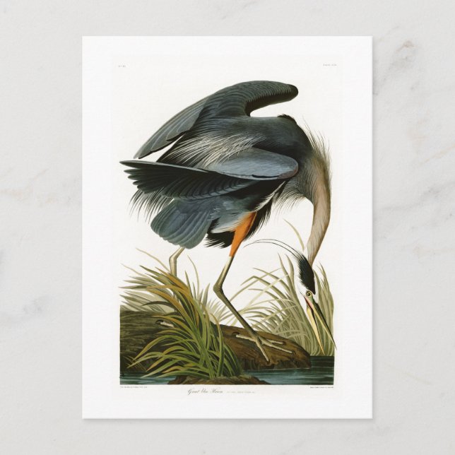 Der große blaue Heron John Audubon Birds of Americ Postkarte (Vorderseite)