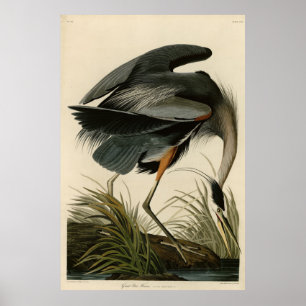 Der große Blaue Heron von Audubons Vögeln Amerikas Poster
