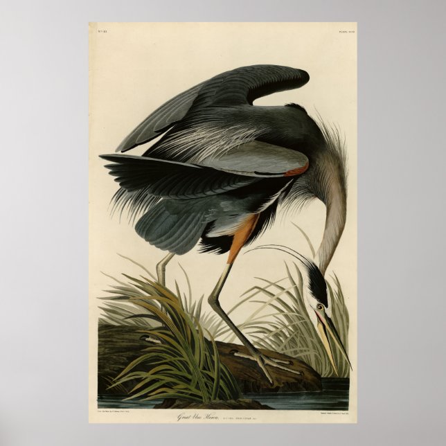 Der große Blaue Heron von Audubons Vögeln Amerikas Poster (Vorne)