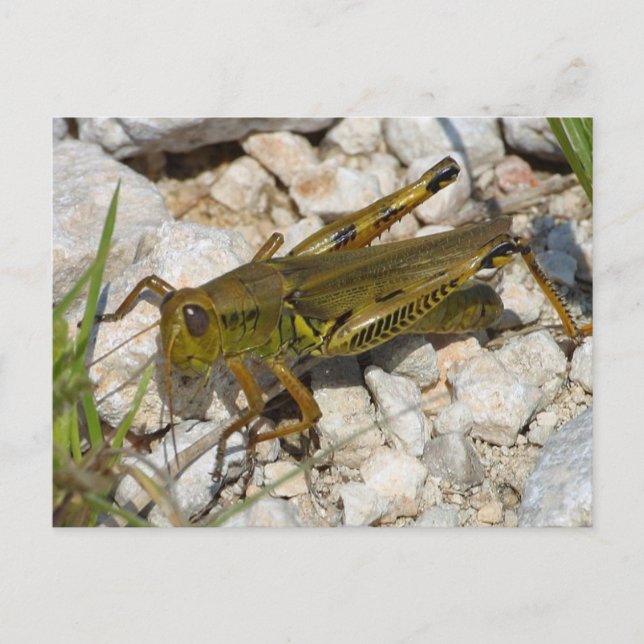 der Große Grasshopper! Postkarte (Vorderseite)