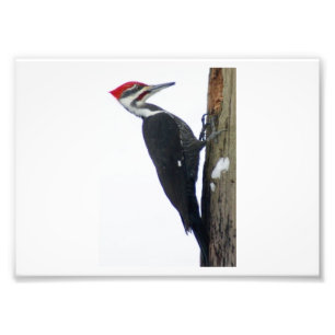 Der große Pileated Specht7x5 photographische Pri Fotodruck