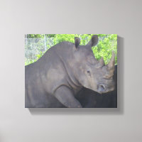 DER GROSSE RHINO