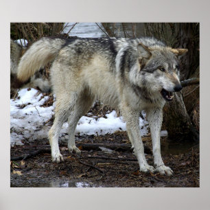 Der große schlechte Wolf Poster