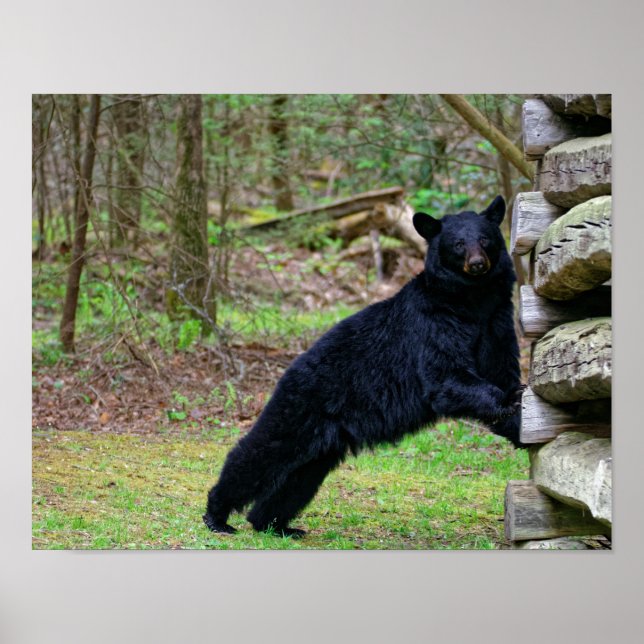 Der große schwarze Bär im Smoky Poster (Vorne)