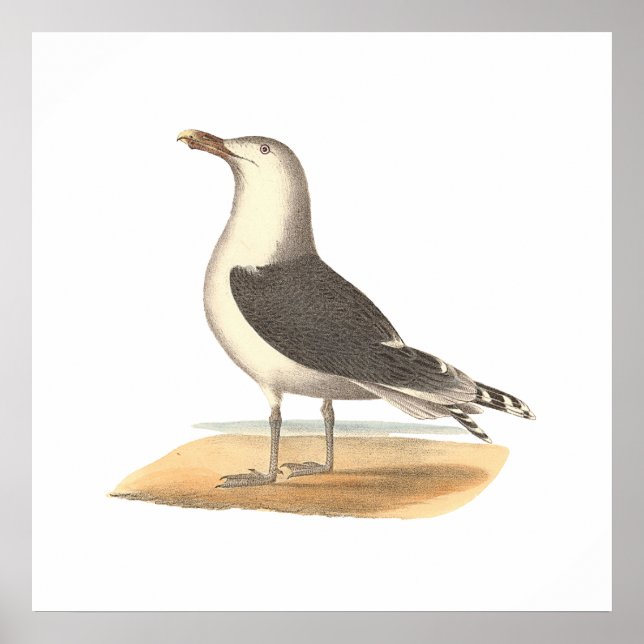 Der Große Schwarzweißmöwe (Larus marinus) Poster (Vorne)
