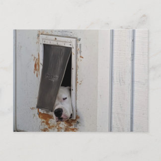 Der große weiße Hund versucht, aus der kleinen Hün Postkarte
