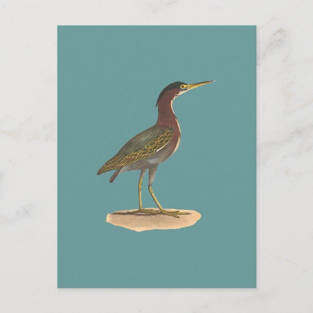 Der Grüne Heron oder Poke (Ardea virescens) Postkarte (Vorderseite)