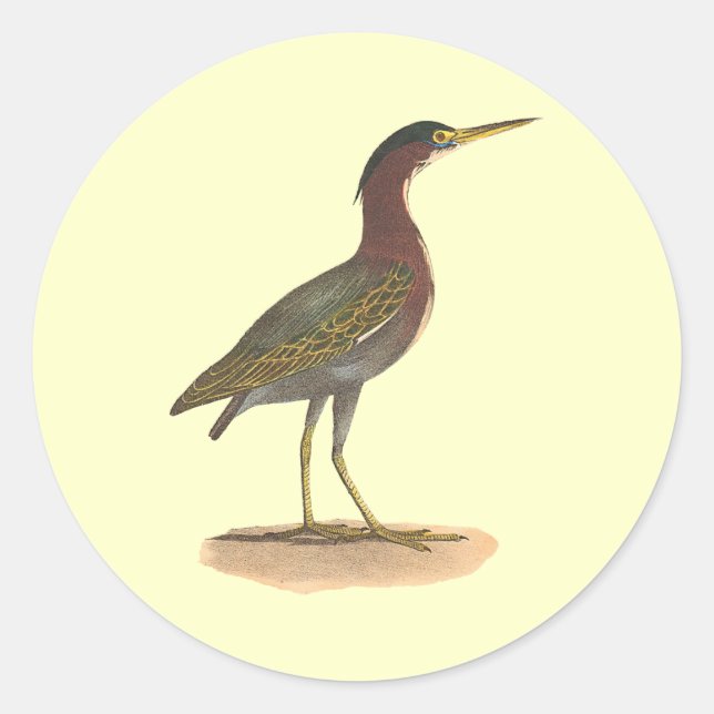 Der Grüne Heron oder Poke (Ardea virescens) Runder Aufkleber (Vorderseite)