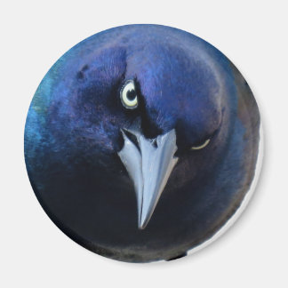Der gry Grackle Magnet
