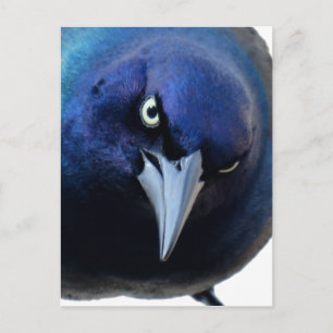 Der gry Grackle Postkarte